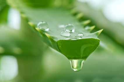 ALOE VERA, LA PIANTA DELLA SALUTE